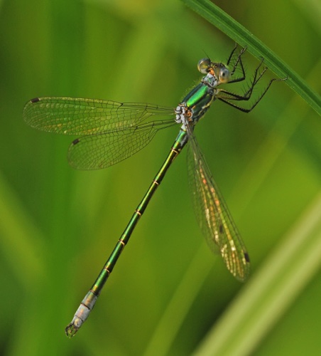 Male
18 June 2014  Rusk, WI